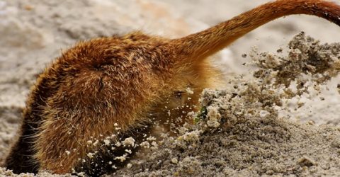 Small animal digging a tunnel in sand