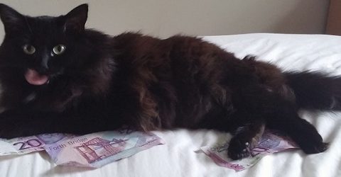 photo of black cat lying on top of cash