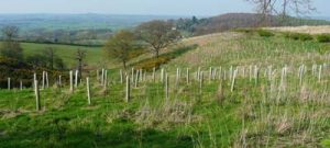 carbon capture through tree planting